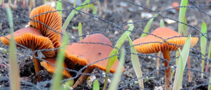 Paddestoelen